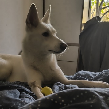 Собаки в добрые руки - Марта - 1