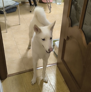 Собаки в добрые руки - Марта - 2