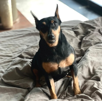 Цвергпинчер - Собаки в добрые руки