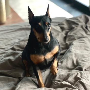 Собаки в добрые руки - Цвергпинчер - 1