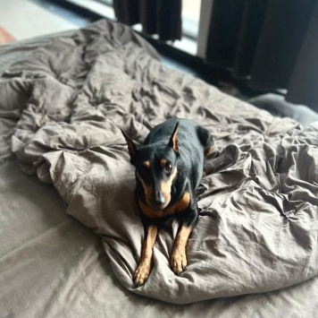 Собаки в добрые руки - Цвергпинчер - 2