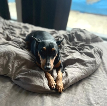 Собаки в добрые руки - Цвергпинчер - 3