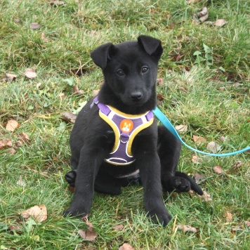 Пума - Собаки в добрые руки