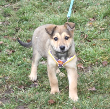 Нюша - Собаки в добрые руки