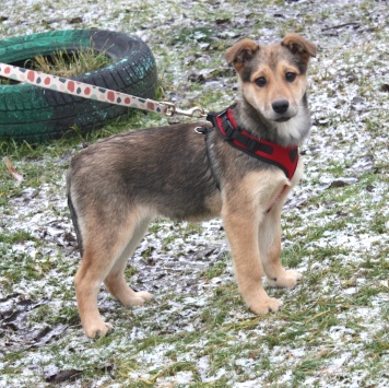 Нюша - Собаки в добрые руки