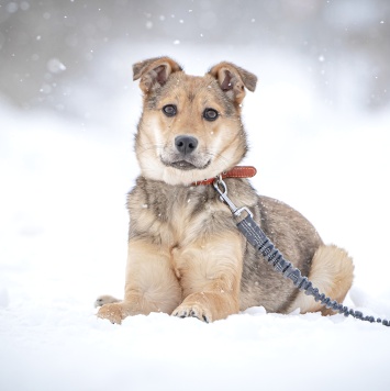 Нюша - Собаки в добрые руки