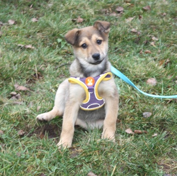 Собаки в добрые руки - Нюша - 1