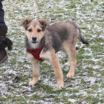 Собаки в добрые руки - Нюша - 1