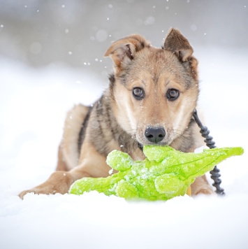 Собаки в добрые руки - Нюша - 1