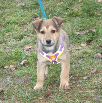 Собаки в добрые руки - Нюша - 2