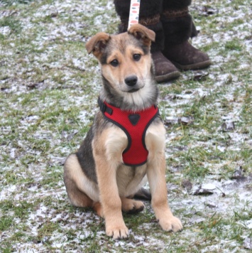 Собаки в добрые руки - Нюша - 2