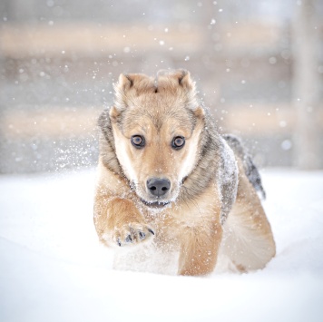 Собаки в добрые руки - Нюша - 2