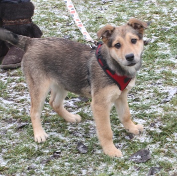 Собаки в добрые руки - Нюша - 3