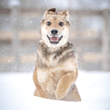 Собаки в добрые руки - Нюша - 3