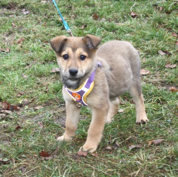 Собаки в добрые руки - Нюша - 4