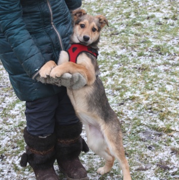 Собаки в добрые руки - Нюша - 4