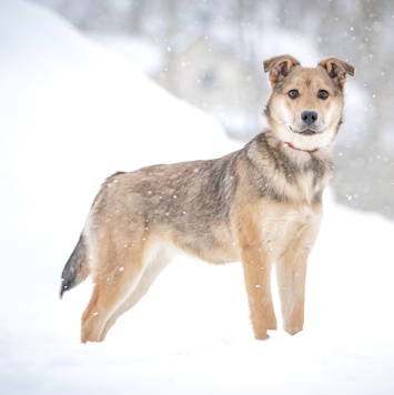Собаки в добрые руки - Нюша - 4