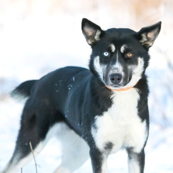 Шарлотта - Собаки в добрые руки