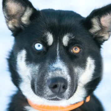 Собаки в добрые руки - Шарлотта - 1