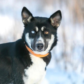 Собаки в добрые руки - Шарлотта - 2