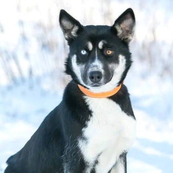 Собаки в добрые руки - Шарлотта - 3