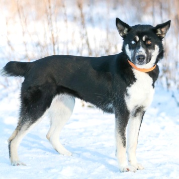 Собаки в добрые руки - Шарлотта - 4