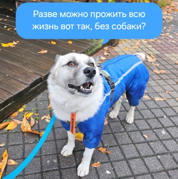 Собаки в добрые руки - Бинго - 3