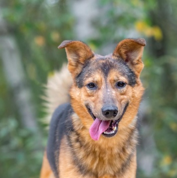 Собаки в добрые руки - Алекс