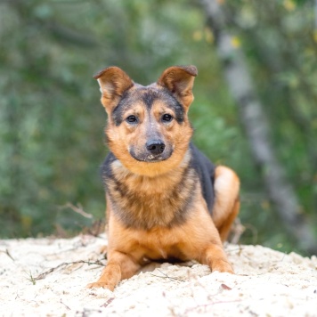 Собаки в добрые руки - Алекс - 1