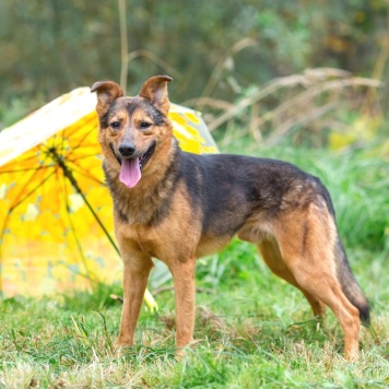 Собаки в добрые руки - Алекс - 2