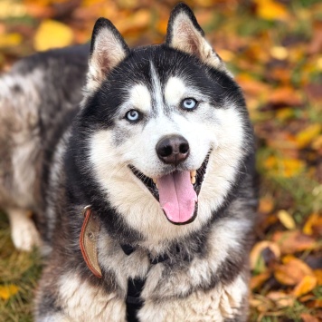Собаки в добрые руки - Макс