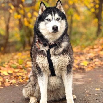 Собаки в добрые руки - Макс - 1