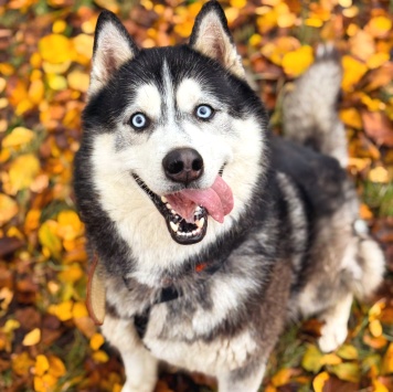 Собаки в добрые руки - Макс - 2