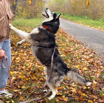 Собаки в добрые руки - Макс - 3