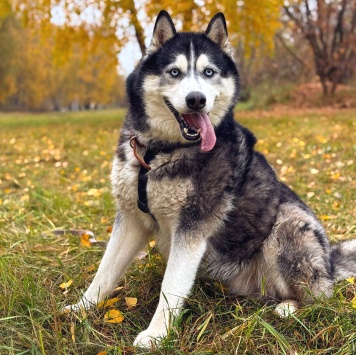 Собаки в добрые руки - Макс - 4