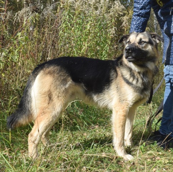 Собаки в добрые руки - Рэечка