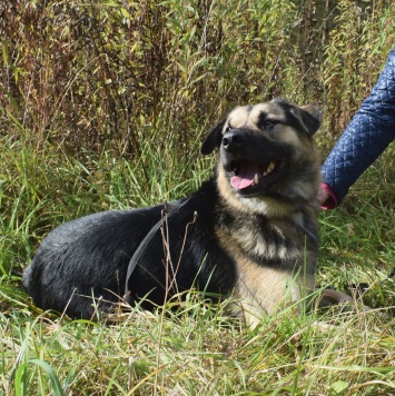 Собаки в добрые руки - Рэечка - 1