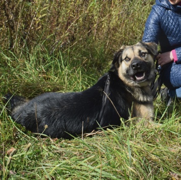 Собаки в добрые руки - Рэечка - 2
