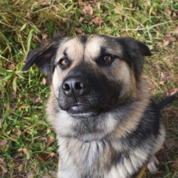 Собаки в добрые руки - Рэечка - 4