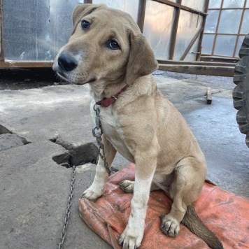 Собаки в добрые руки - Веста