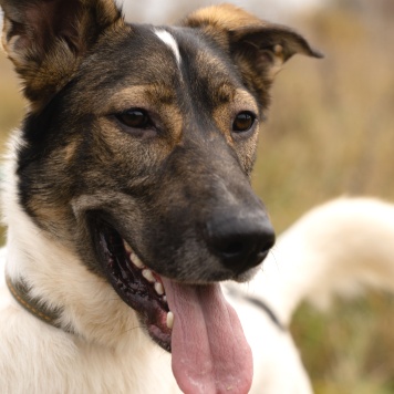 Собаки в добрые руки - Бруно