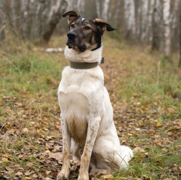 Собаки в добрые руки - Бруно - 1