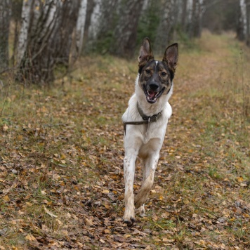 Собаки в добрые руки - Бруно - 2