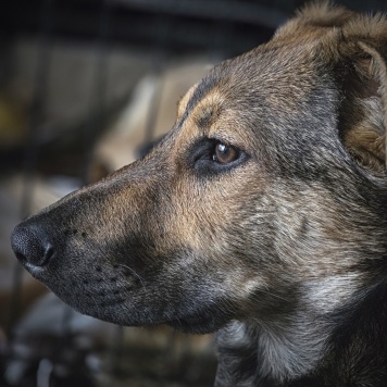 Собаки в добрые руки - Акио