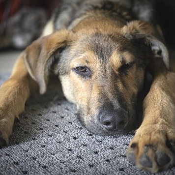 Собаки в добрые руки - Акио - 1