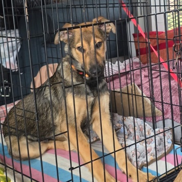 Собаки в добрые руки - Акио - 2