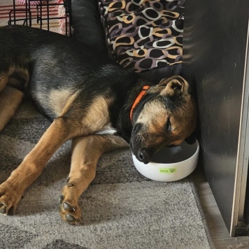 Собаки в добрые руки - Акио - 3