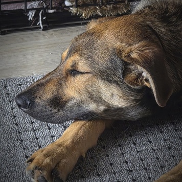 Собаки в добрые руки - Акио - 4