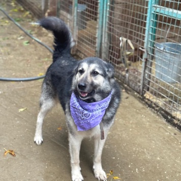 Собаки в добрые руки - Кабачок