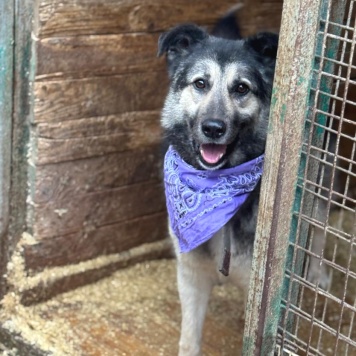 Собаки в добрые руки - Кабачок - 1